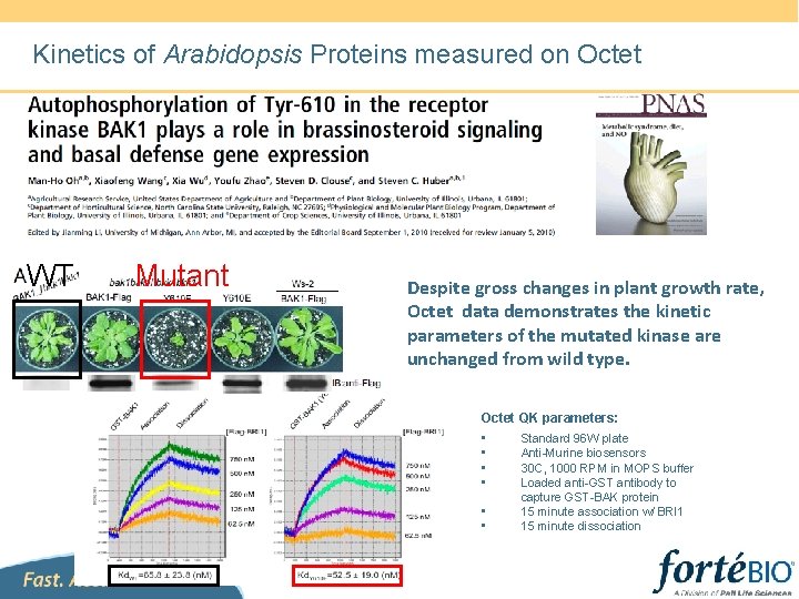 Kinetics of Arabidopsis Proteins measured on Octet WT Mutant Despite gross changes in plant