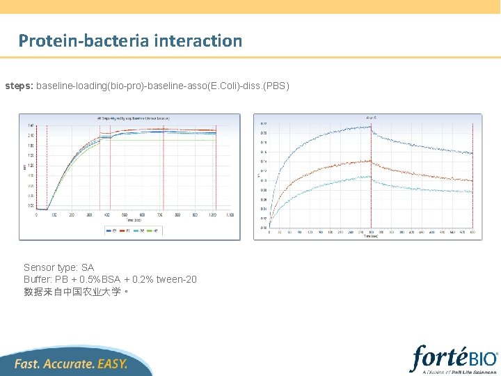 Protein-bacteria interaction steps: baseline-loading(bio-pro)-baseline-asso(E. Coli)-diss. (PBS) Sensor type: SA Buffer: PB + 0. 5%BSA