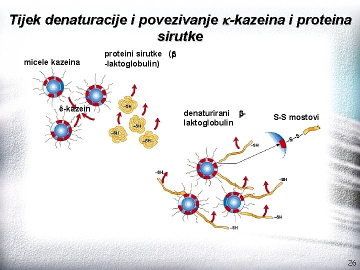 Tijek denaturacije i povezivanje k-kazeina i proteina sirutke micele kazeina ê-kazein proteini sirutke (b