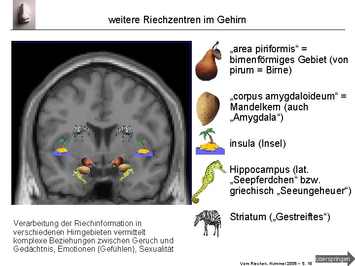 weitere Riechzentren im Gehirn „area piriformis“ = birnenförmiges Gebiet (von pirum = Birne) „corpus