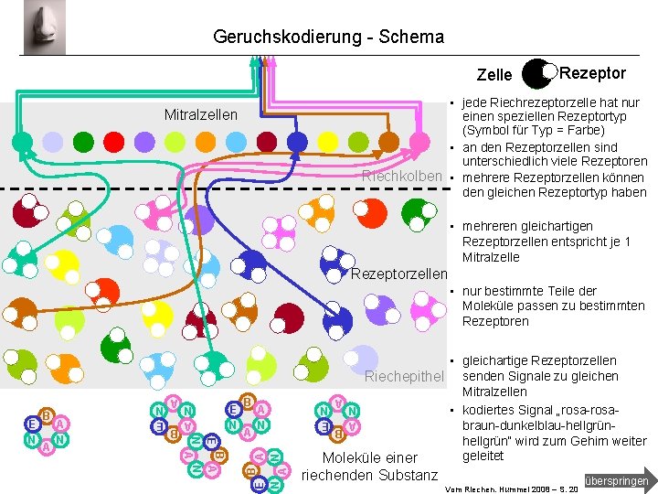 Geruchskodierung - Schema Zelle • jede Riechrezeptorzelle hat nur einen speziellen Rezeptortyp (Symbol für