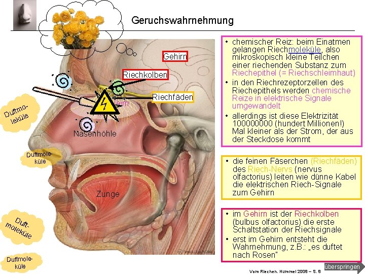 Geruchswahrnehmung Gehirn Riechkolben om t f Du üle lek Riechschleim haut Nasenhöhle Duftmoleküle Zunge