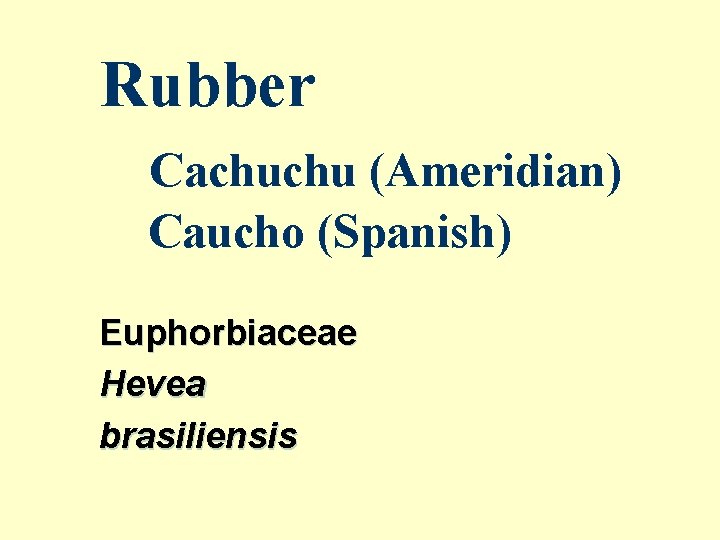 Rubber Cachuchu (Ameridian) Caucho (Spanish) Euphorbiaceae Hevea brasiliensis 