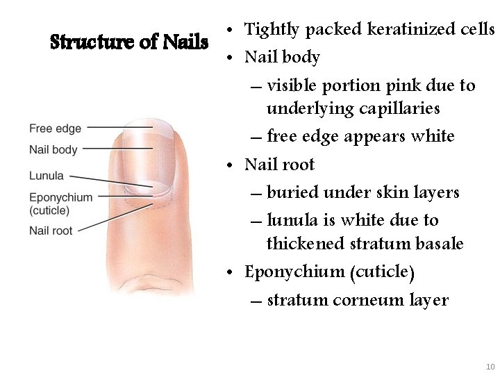  • Tightly packed keratinized cells Structure of Nails • Nail body – visible