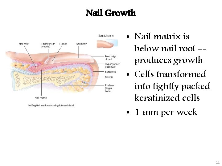 Nail Growth • Nail matrix is below nail root -produces growth • Cells transformed