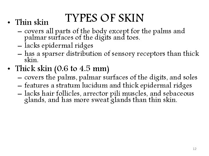  • Thin skin TYPES OF SKIN – covers all parts of the body