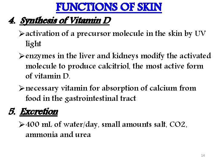FUNCTIONS OF SKIN 4. Synthesis of Vitamin D Øactivation of a precursor molecule in