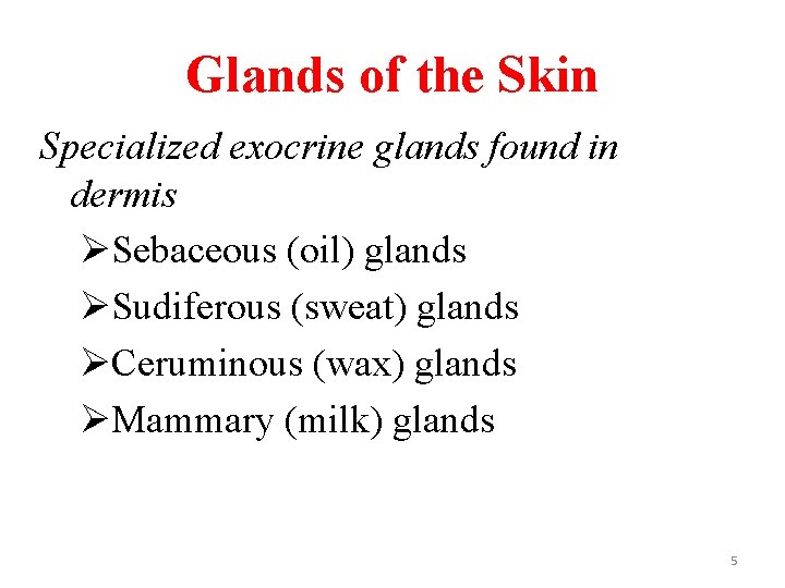 Glands of the Skin Specialized exocrine glands found in dermis ØSebaceous (oil) glands ØSudiferous