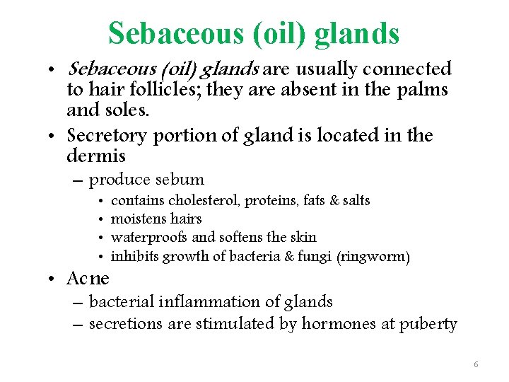 Sebaceous (oil) glands • Sebaceous (oil) glands are usually connected to hair follicles; they