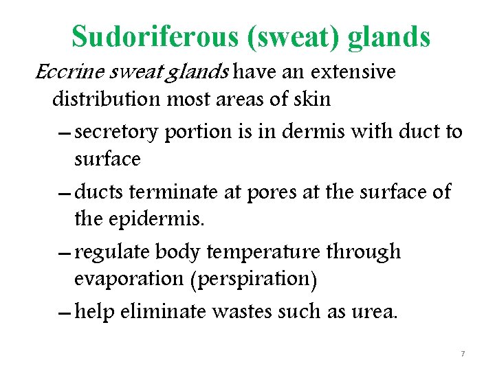 Sudoriferous (sweat) glands Eccrine sweat glands have an extensive distribution most areas of skin