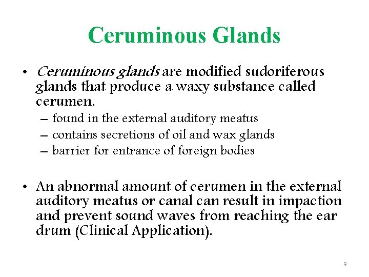 Ceruminous Glands • Ceruminous glands are modified sudoriferous glands that produce a waxy substance