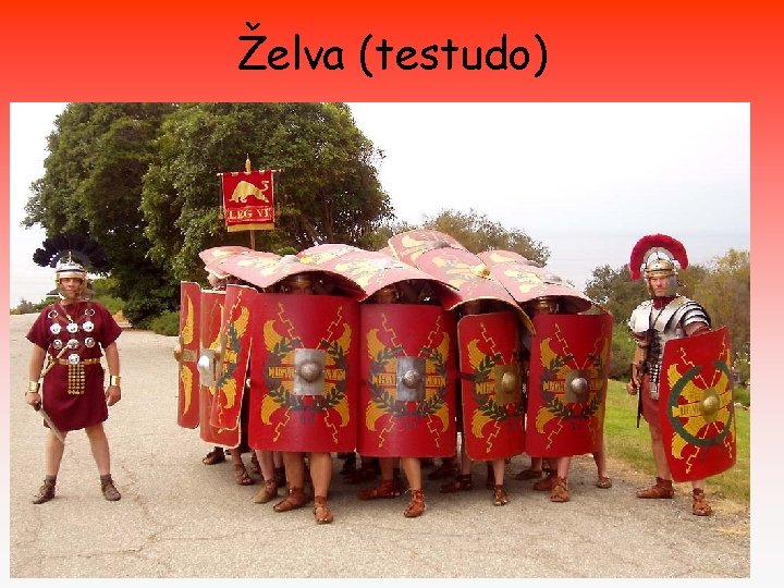 Želva (testudo) Želva (testudo)