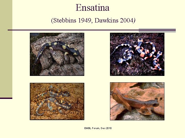 Ensatina (Stebbins 1949, Dawkins 2004) EMBL Forum, Dec 2010 