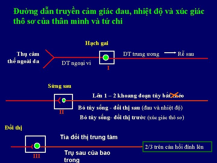 Đường dẫn truyền cảm giác đau, nhiệt độ và xúc giác thô sơ của