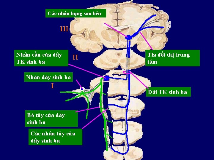 Các nhân bụng sau bên III Nhân cầu của dây TK sinh ba II