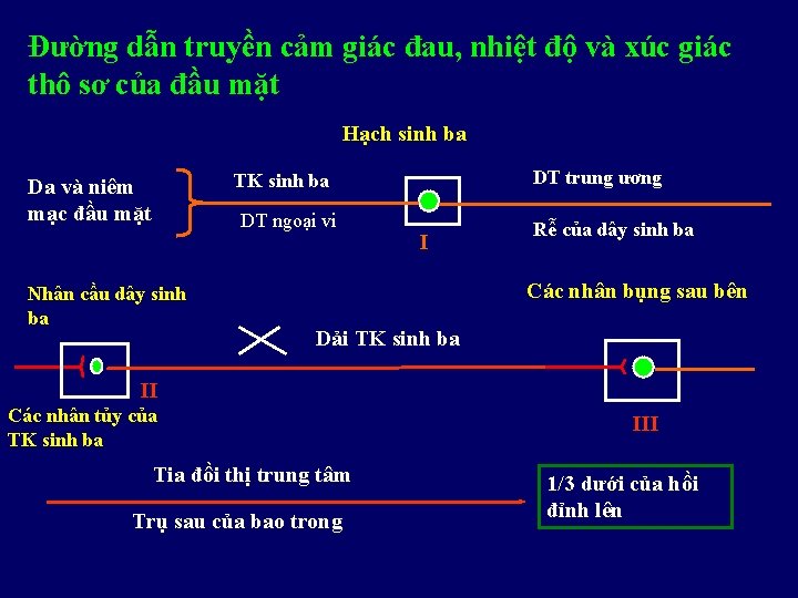 Đường dẫn truyền cảm giác đau, nhiệt độ và xúc giác thô sơ của