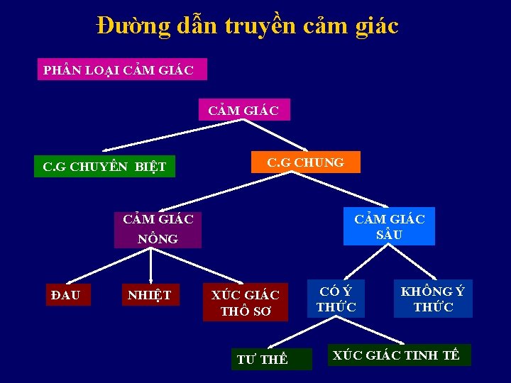 Đường dẫn truyền cảm giác PH N LOẠI CẢM GIÁC C. G CHUYÊN BIỆT