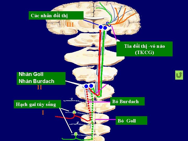 Các nhân đồi thị III Tia đồi thị -vỏ não (TKCG) Nhân Goll Nhân