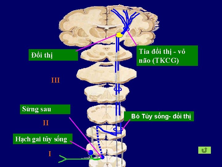 Đồi thị Tia đồi thị - vỏ não (TKCG) III Sừng sau II Hạch