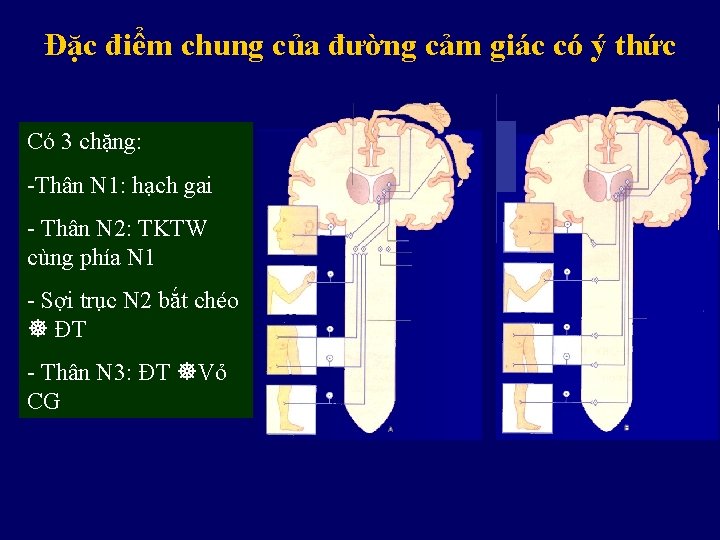 Đặc điểm chung của đường cảm giác có ý thức Có 3 chặng: -Thân