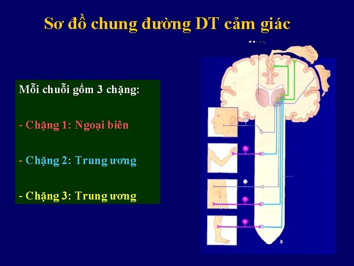 Sơ đồ chung đường DT cảm giác Mỗi chuỗi gồm 3 chặng: - Chặng