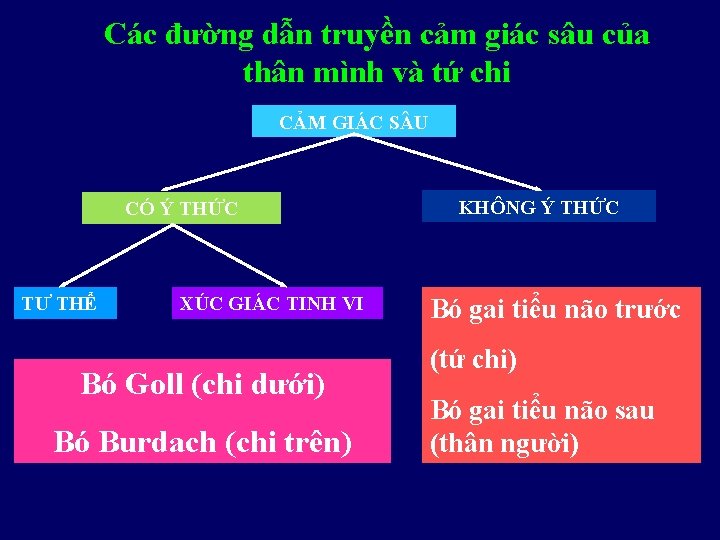 Các đường dẫn truyền cảm giác sâu của thân mình và tứ chi CẢM