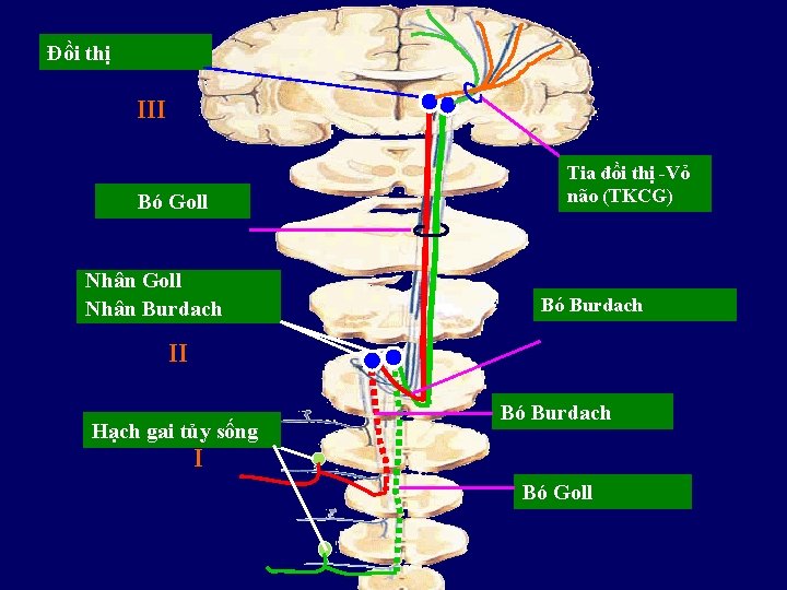 Đồi thị III Bó Goll Nhân Burdach Tia đồi thị -Vỏ não (TKCG) Bó