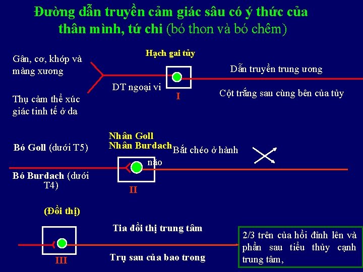 Đường dẫn truyền cảm giác sâu có ý thức của thân mình, tứ chi