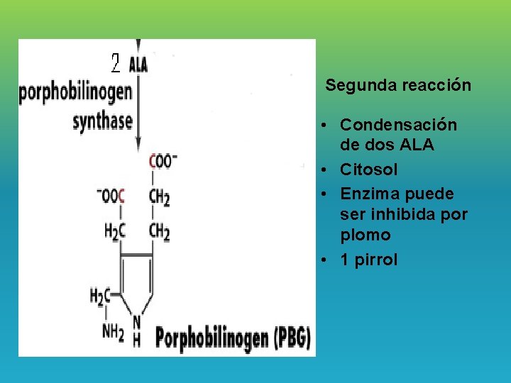 Segunda reacción • Condensación de dos ALA • Citosol • Enzima puede ser inhibida