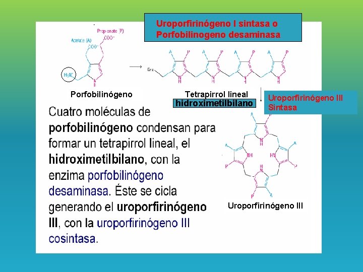 Uroporfirinógeno I sintasa o Porfobilinogeno desaminasa Porfobilinógeno Tetrapirrol lineal hidroximetilbilano Uroporfirinógeno III Sintasa Uroporfirinógeno