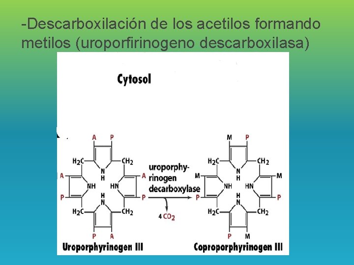 -Descarboxilación de los acetilos formando metilos (uroporfirinogeno descarboxilasa) 