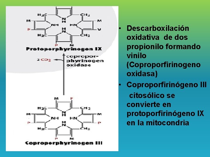  • Descarboxilación oxidativa de dos propionilo formando vinilo (Coproporfirinogeno oxidasa) • Coproporfirinógeno III