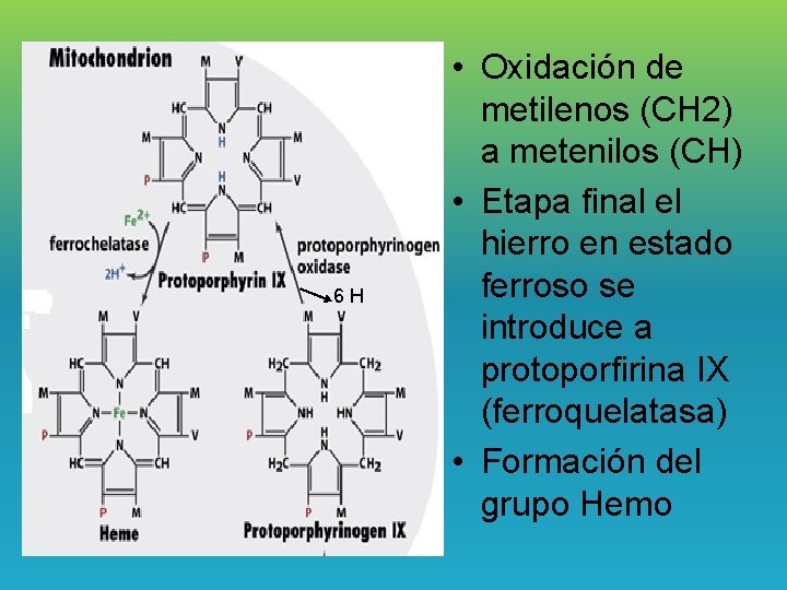 6 H • Oxidación de metilenos (CH 2) a metenilos (CH) • Etapa final