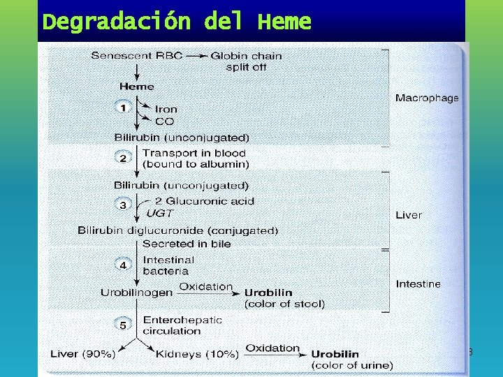 Degradación del Heme 33 