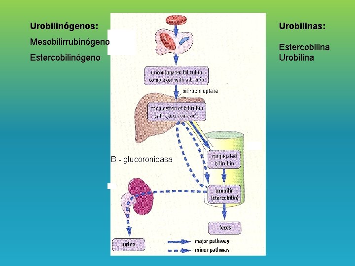 Urobilinógenos: Urobilinas: Mesobilirrubinógeno Estercobilina Urobilina Estercobilinógeno B - glucoronidasa 