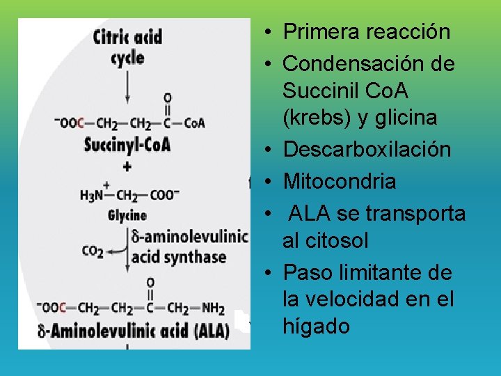  • Primera reacción • Condensación de Succinil Co. A (krebs) y glicina •