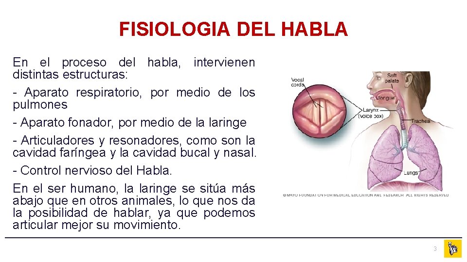 FISIOLOGIA DEL HABLA En el proceso del habla, intervienen distintas estructuras: - Aparato respiratorio,