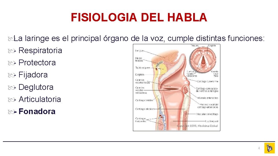 FISIOLOGIA DEL HABLA La laringe es el principal órgano de la voz, cumple distintas