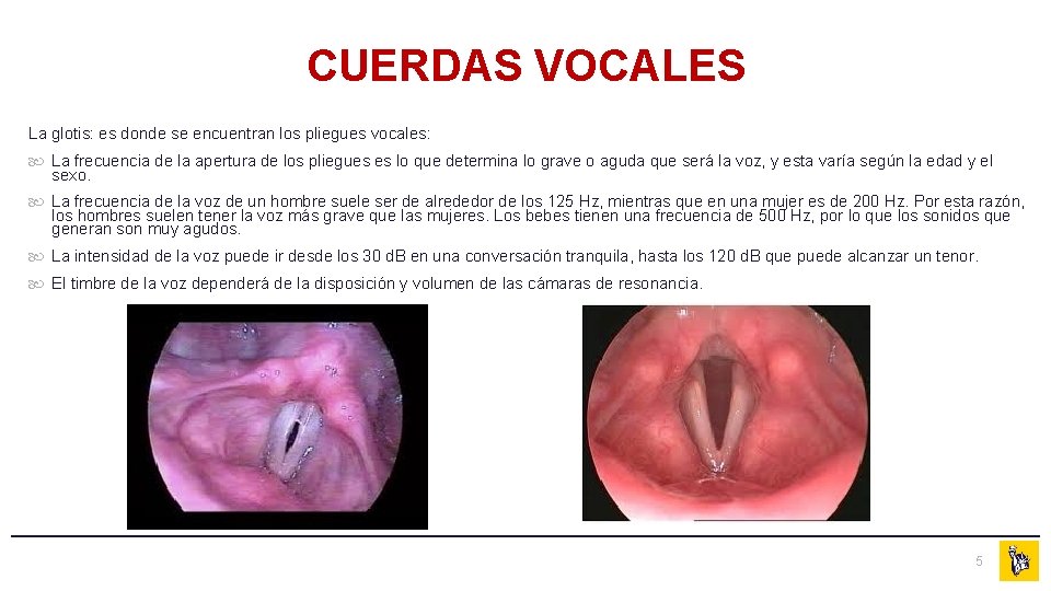 CUERDAS VOCALES La glotis: es donde se encuentran los pliegues vocales: La frecuencia de