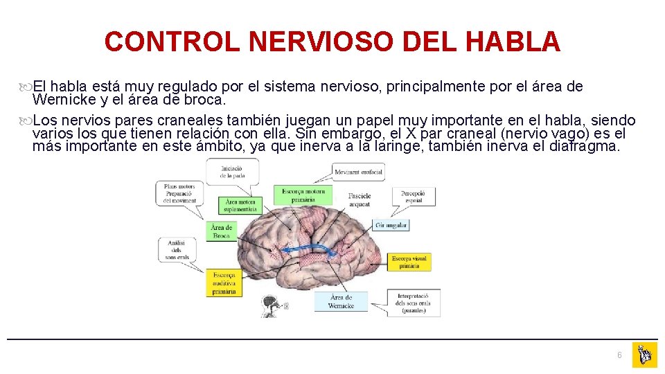 CONTROL NERVIOSO DEL HABLA El habla está muy regulado por el sistema nervioso, principalmente