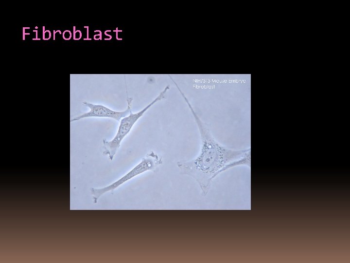 Fibroblast 