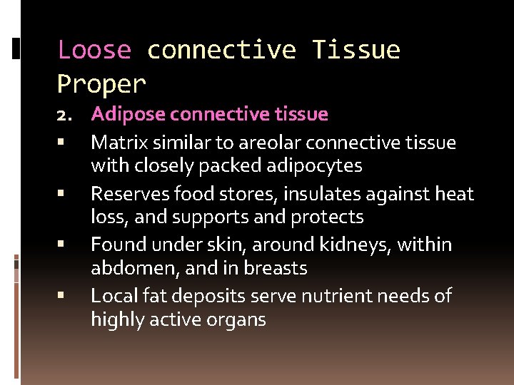 Loose connective Tissue Proper 2. Adipose connective tissue Matrix similar to areolar connective tissue