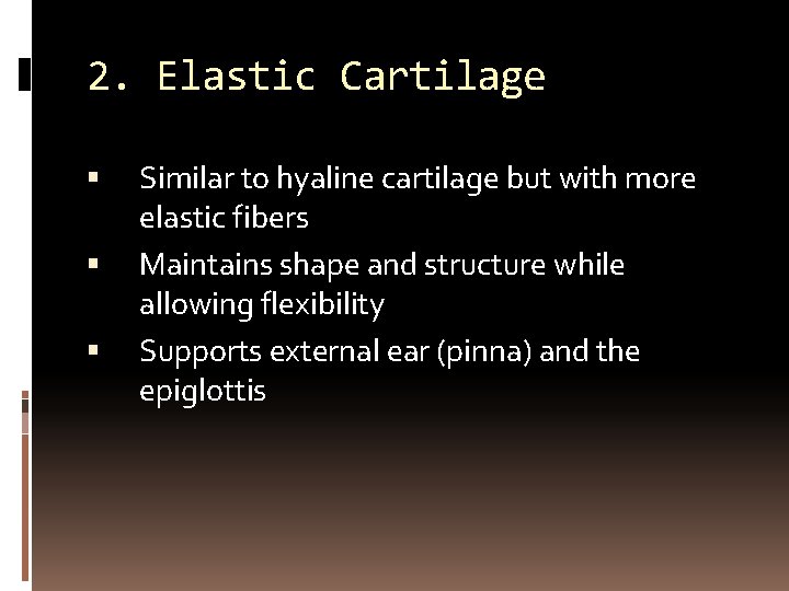 2. Elastic Cartilage Similar to hyaline cartilage but with more elastic fibers Maintains shape