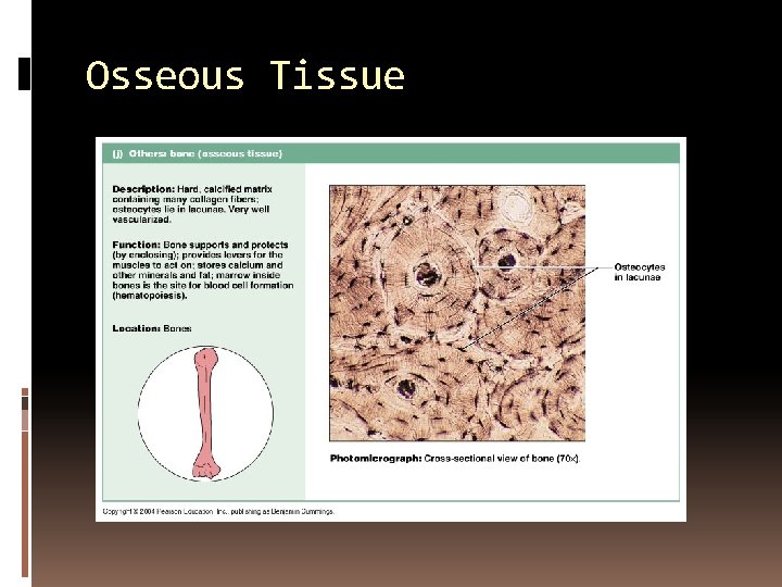 Osseous Tissue 