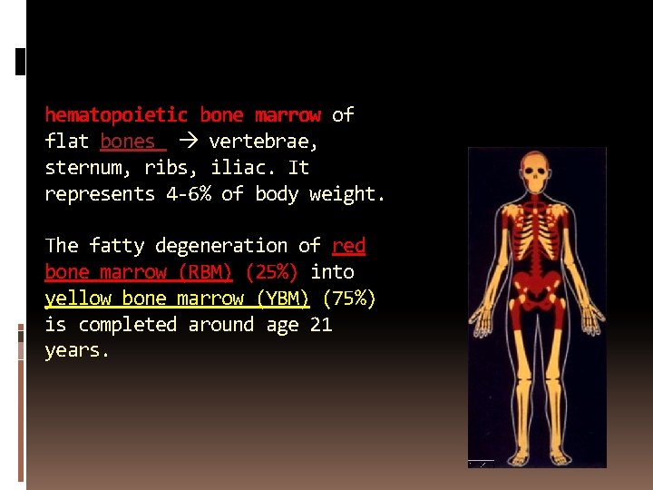 hematopoietic bone marrow of flat bones vertebrae, sternum, ribs, iliac. It represents 4 -6%