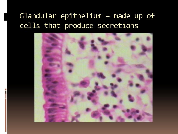 Glandular epithelium – made up of cells that produce secretions 