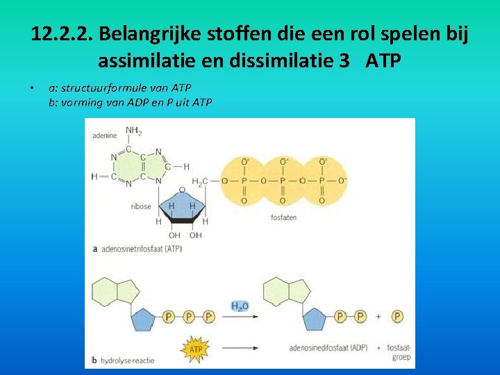 12. 2. 2. Belangrijke stoffen die een rol spelen bij assimilatie en dissimilatie 3