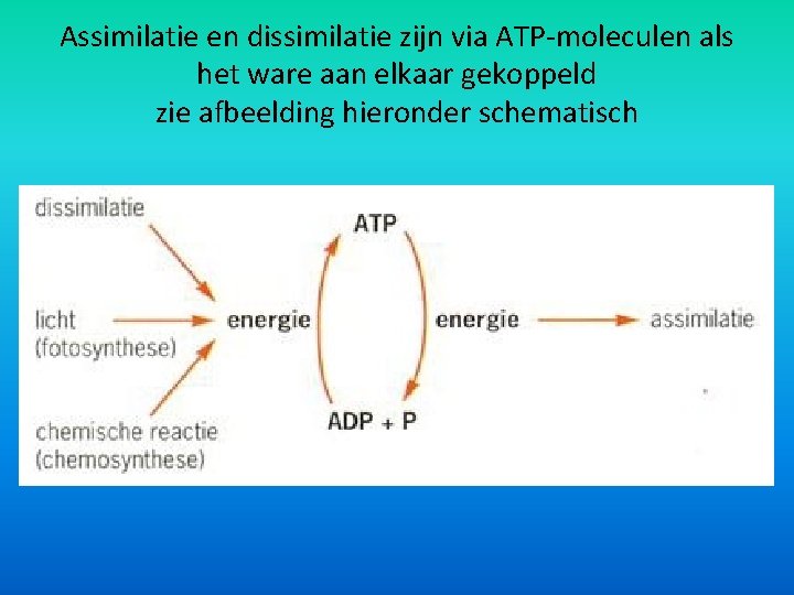 Assimilatie en dissimilatie zijn via ATP-moleculen als het ware aan elkaar gekoppeld zie afbeelding