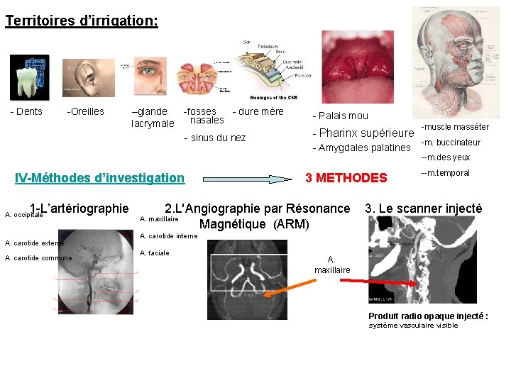 Territoires d’irrigation: - Dents -Oreilles –glande -fosses - dure mère nasales lacrymale - sinus