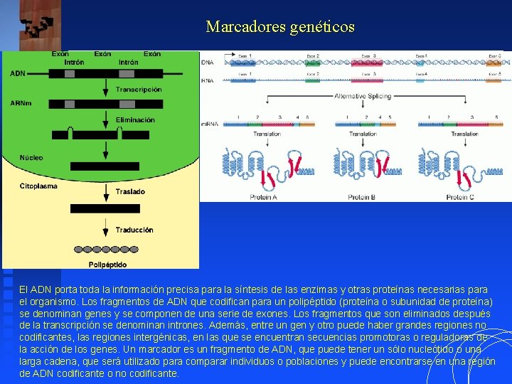 Marcadores genéticos El ADN porta toda la información precisa para la síntesis de las